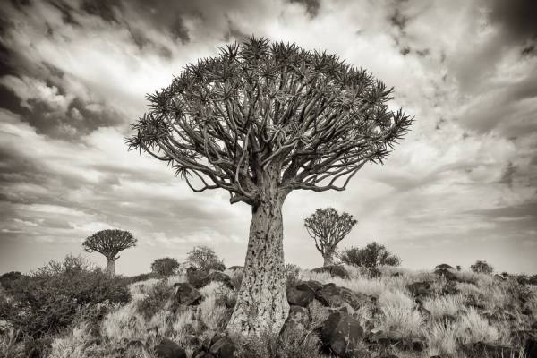 Photograph Karin De Winter The Aloe on One Eyeland